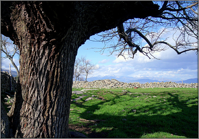 Venerable oak by the Roman road