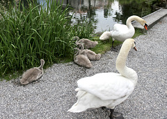 Schwanen-Familie am Werdenbergersee