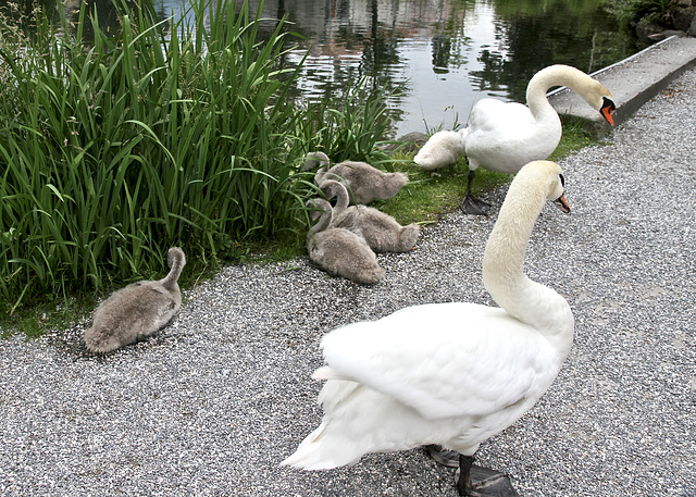 Schwanen-Familie am Werdenbergersee