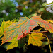 Autumn Maple Leaf.