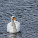 A swan at Llanwryst.1jpg