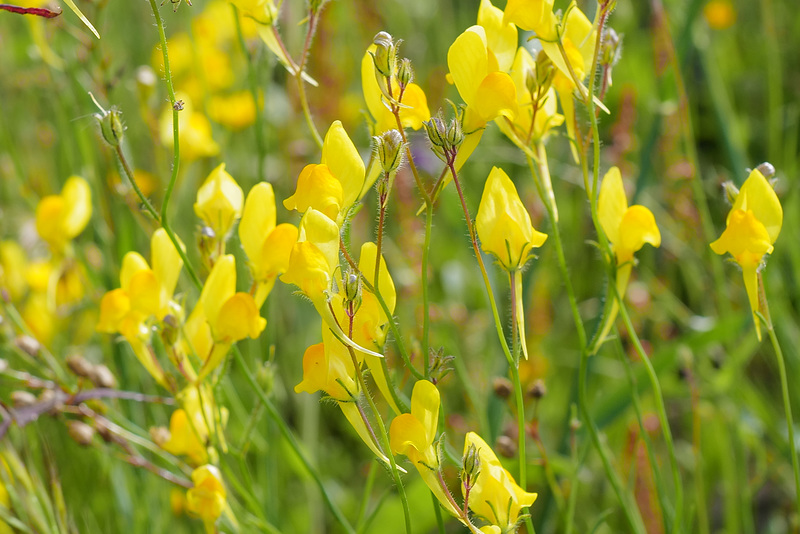 Linaria spartea