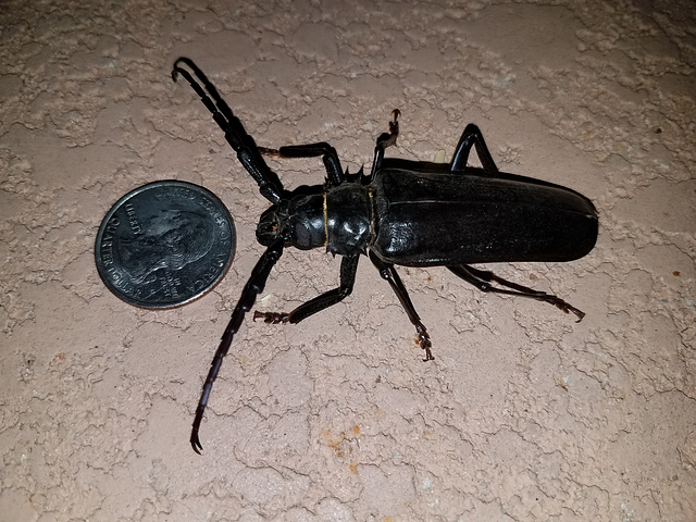 Big Ass Beetle