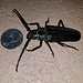 Big Ass Beetle