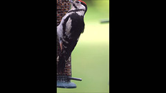 How many peanuts can a woodpecker peck?