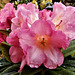 Rhododendron, 'Surrey Heath'.