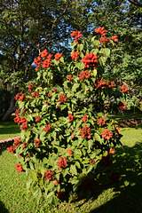 Zimbabwe, Annatto Bush at Pioneers Lodge