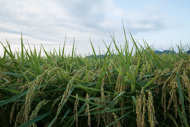 Rice fields in September