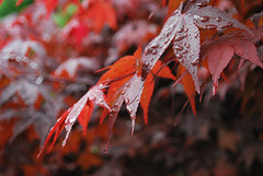 The Gentle Rain