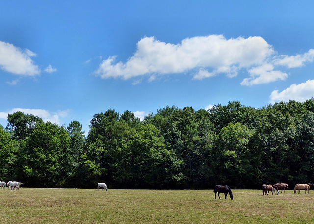 Blanquefort - Horses