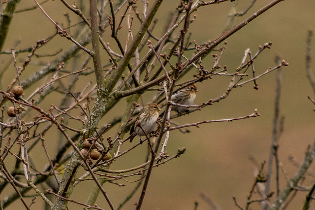 Redpoll