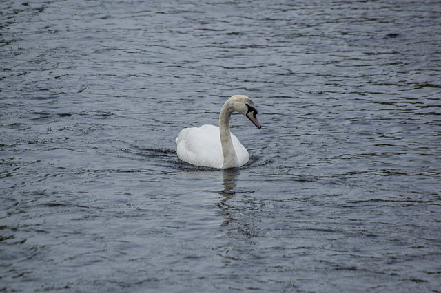 A swan at Llanwryst