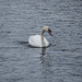 A swan at Llanwryst