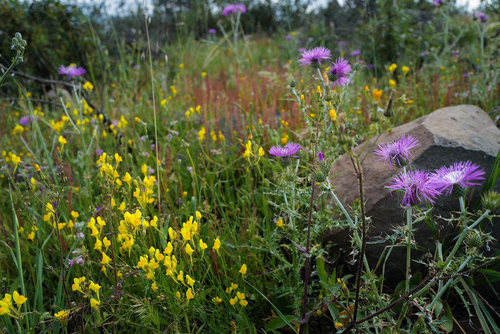 Linaria spartea, Galactotes tomentosus