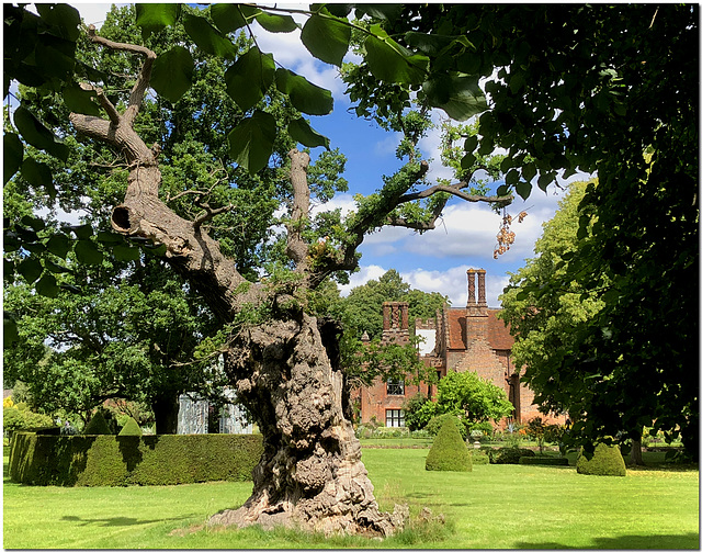 The Queen Elizabeth Oak, Chenies Manor