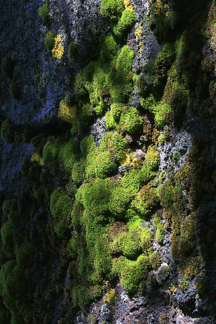 Mossy Cliff