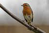 Robin with spider lunch