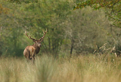 cerf  (Seine & Marne)