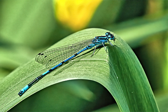 Azure Damselfly - Coenagrion puella