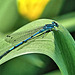 Azure Damselfly - Coenagrion puella