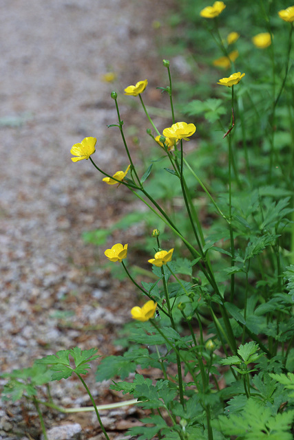 Blumen am Wegrand
