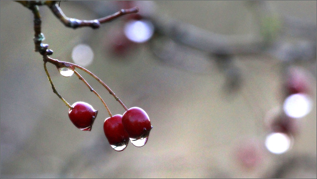 Après la pluie !