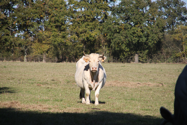 la vache dans le pré