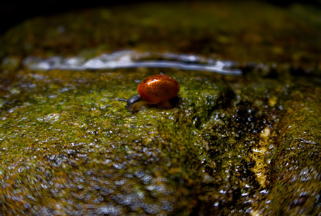 Kleine Schnecke auf großer Fahrt