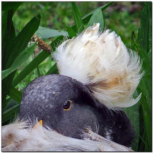 Haube mit Ente | Erpel