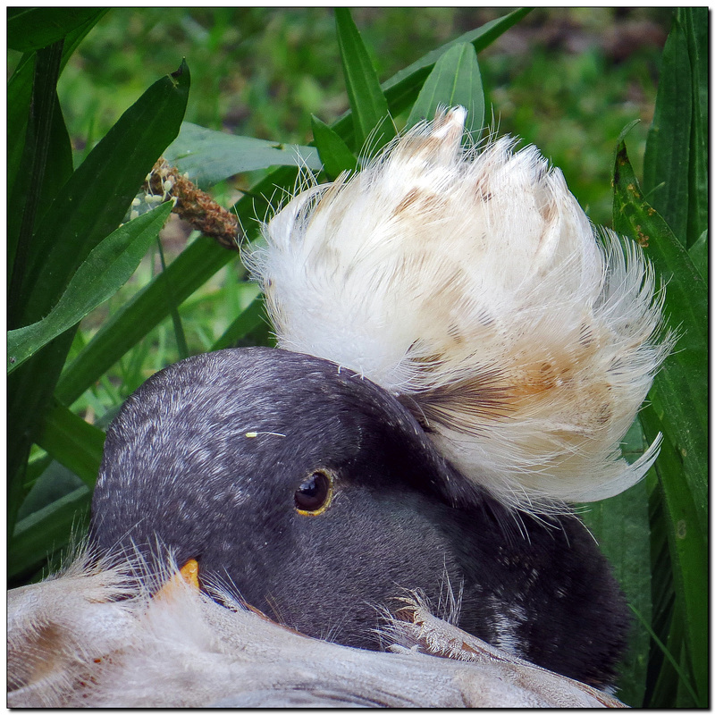 Haube mit Ente | Erpel