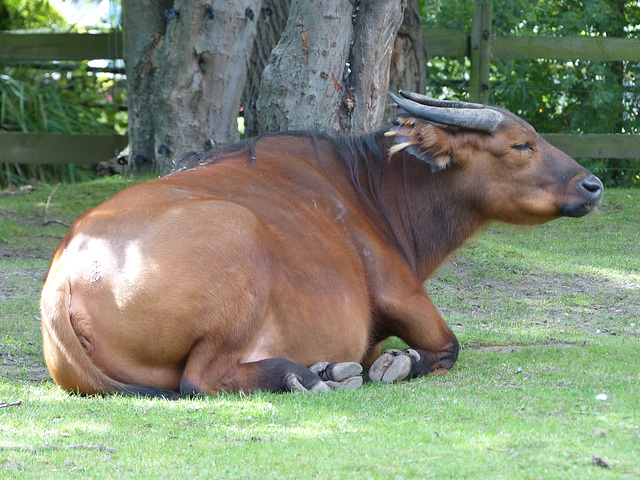 Chester Zoo (12) - 30 August 2016