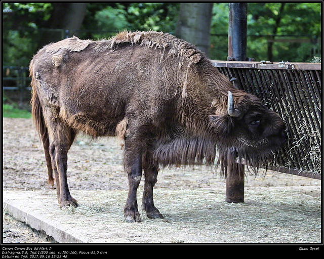 IMG 8552.jpg 2017 09 16 Zoo Planckendael II