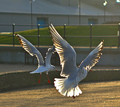 Gulls at North Shields