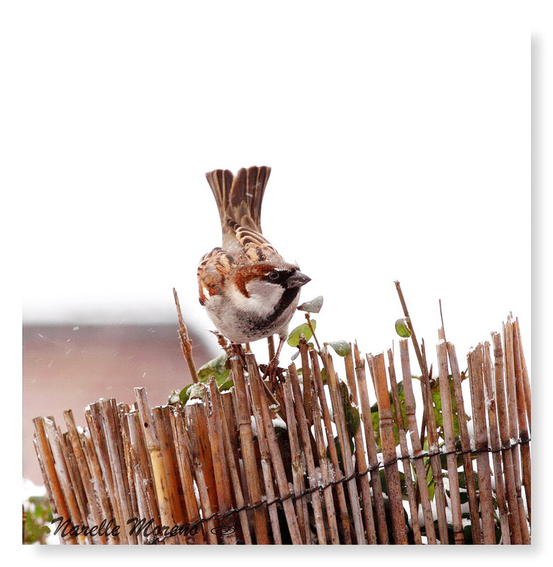 Watch My Tail Feathers!