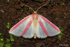 Masalia galatheae (Wallengren, 1856)