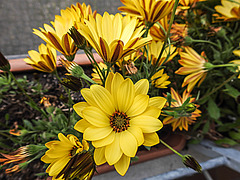 20200510 7297CPw [D~LIP] Sonnenblume (Helianthus) ???, Bad Salzuflen