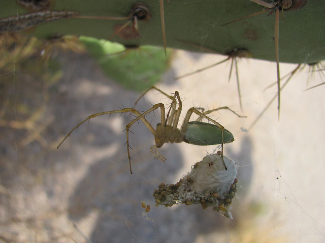 Hovering Spider