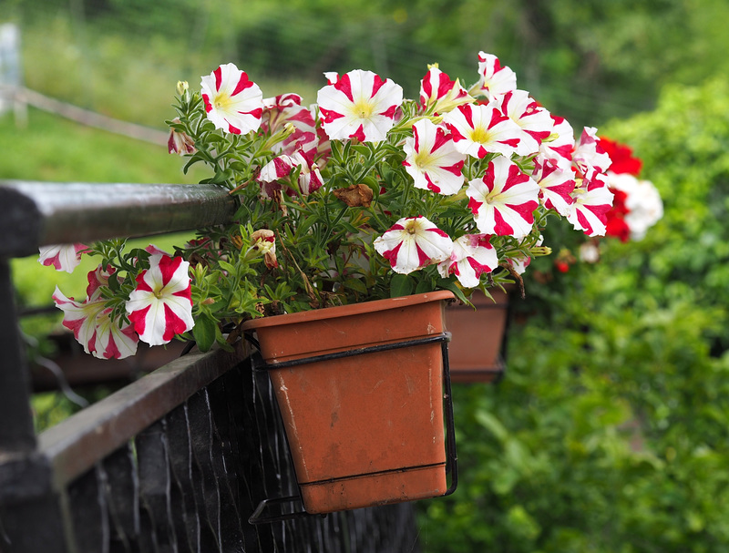 balcone fiorito