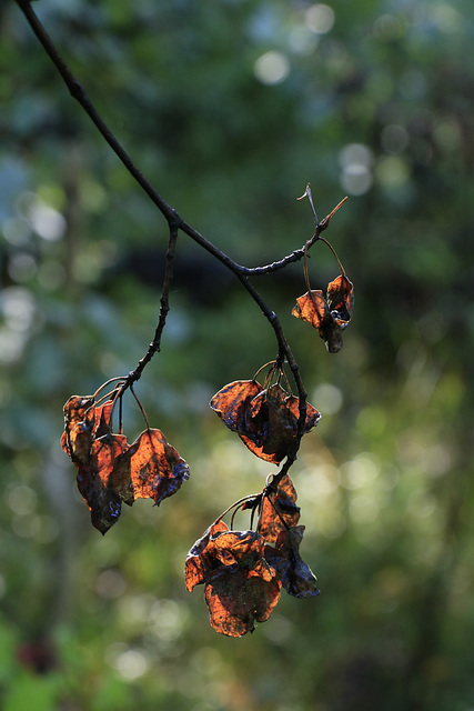 Dead Aspen Leaves