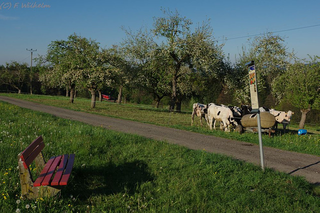 BÖ0022916