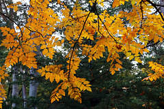 Du rouge je suis passé à l'orange .