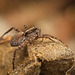 Die kleine Wolfsspinne (Lycosidae) hat sich unterm Totholz gezeigt :)) The small wolf spider (Lycosidae) has shown itself under the dead wood :)) La petite araignée-loup (Lycosidae) s'est montrée sous le bois mort :))