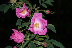 BESANCON: Une fleur de Rosier des Chiens, Rosier des haies ou Églantier des chiens (Rosa canina L.)