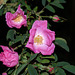 BESANCON: Une fleur de Rosier des Chiens, Rosier des haies ou Églantier des chiens (Rosa canina L.)