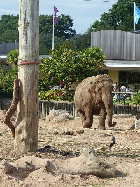 Chester Zoo (13) - 30 August 2016