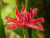 Torch Ginger / Etlingera elatior, Asa Wright Nature Centre, Trinidad