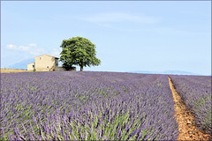 Plateau de Valensole (04) 22 juin 2014.