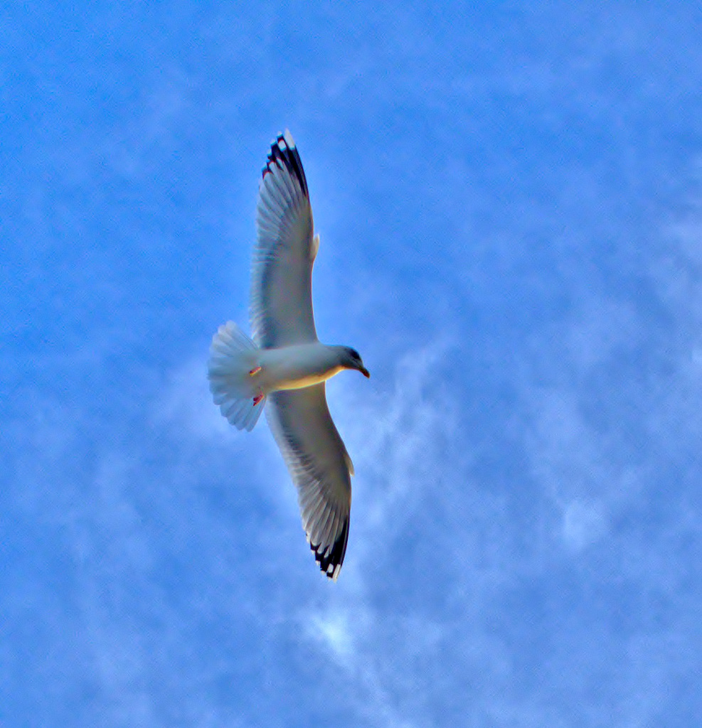 Gulls at North Shields