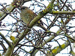 Dunnock In the Branches