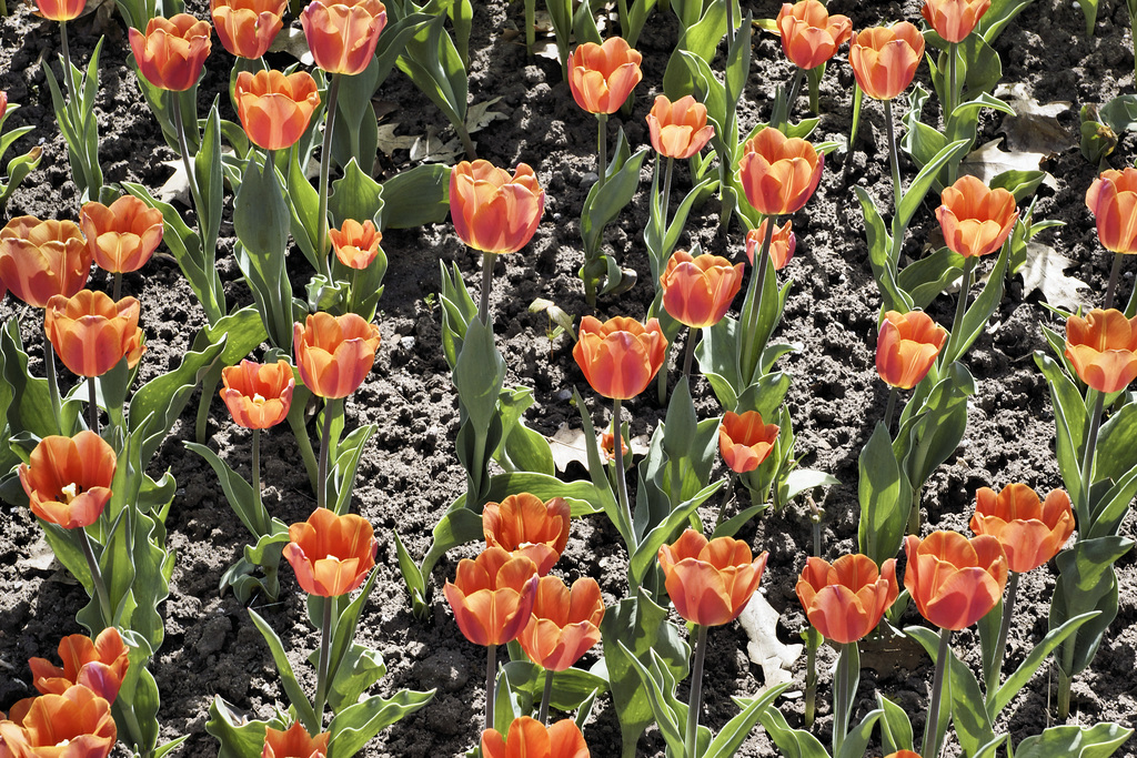 Dutch Treat – Canadian Tulip Festival, Dow’s Lake, Ottawa, Ontario, Canada